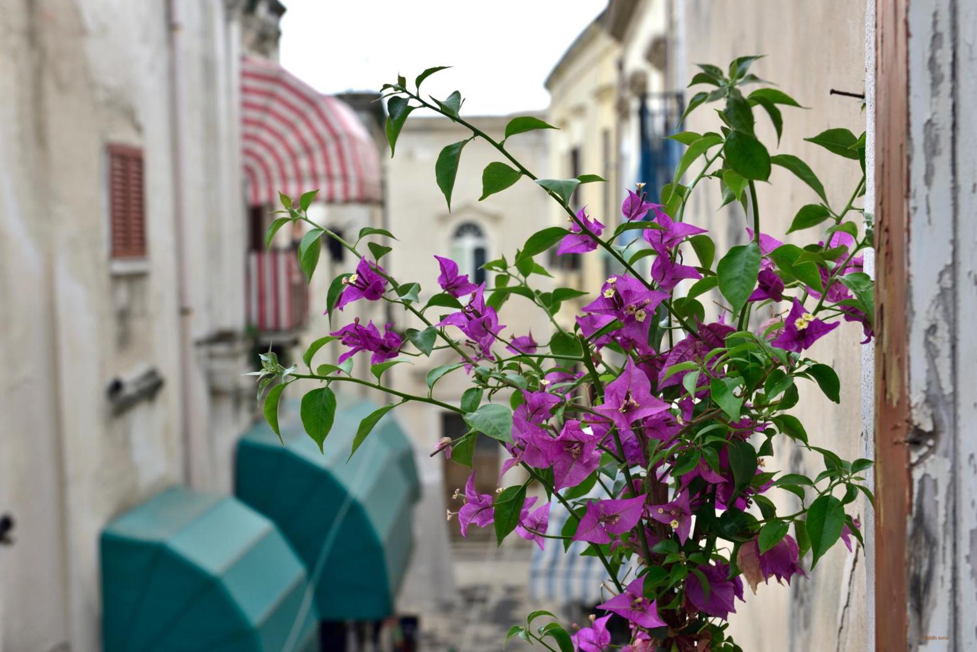 Apartment Ciaobari - Elegant 4 Bedrooms In The Heart Of Old Town Bari